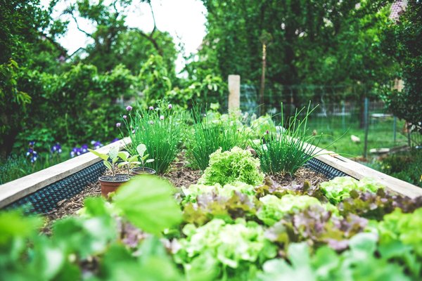 Comment mettre en place un système de fertirrigation pour un jardin urbain ?