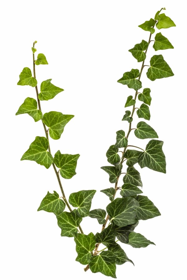 Faux lierre artificiel déco chambre : verdure sans entretien